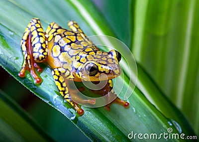 Harlequin poison dart frog Stock Photo