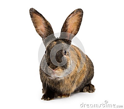 A Harlequin Rabbit Isolated on White Stock Photo