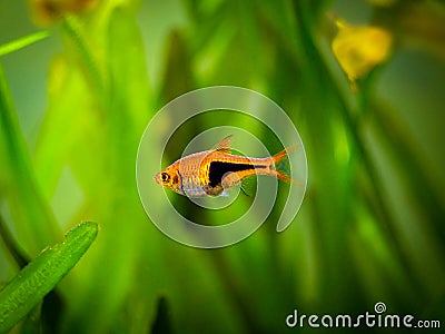 Harlequin rasbora Trigonostigma heteromorpha on a fish tank with blurred background Stock Photo