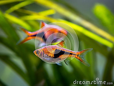 Harlequin rasbora Trigonostigma heteromorpha on a fish tank Stock Photo