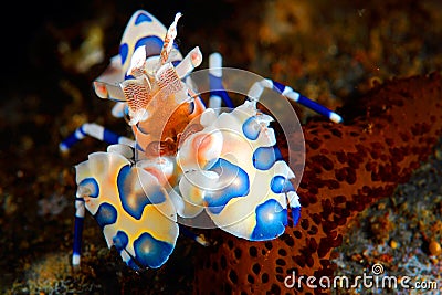 Harlequin shrimp Stock Photo