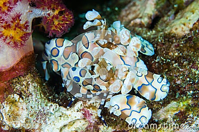 Harlequin shrimp Stock Photo