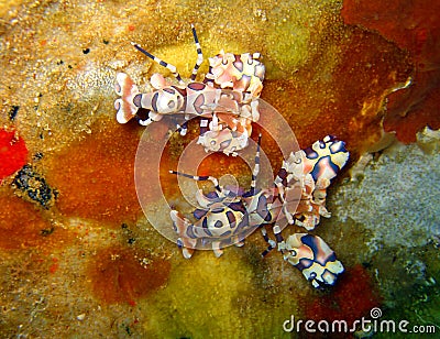 Harlequin Shrimps Stock Photo