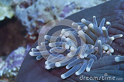 Harlequin Shrimps in Sea Anemone off Padre Burgos, Leyte, Philippines Stock Photo