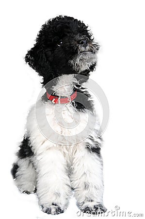 Harlequin toy poodle puppy , three month old Stock Photo