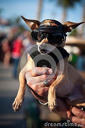 Harley Davidson Chiwawa dog Editorial Stock Photo