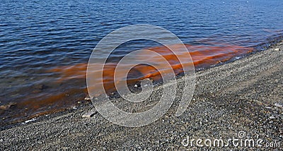 A harmful algal bloom event, red tide Stock Photo