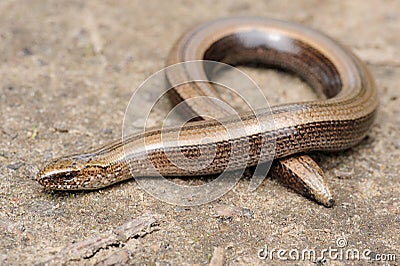 Harmless lizard slow worm on the ground Stock Photo