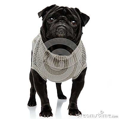 Harmless pug looking forward with puppy eyes Stock Photo