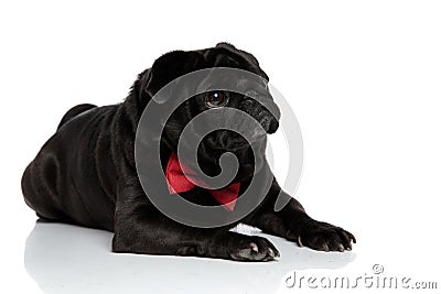 Harmless pug looking to the side with puppy eyes Stock Photo