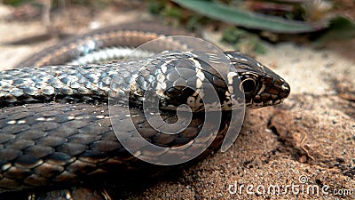 A harmless and rather good looking sand snake Stock Photo