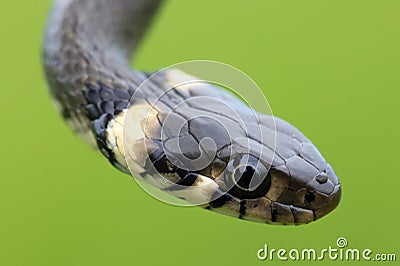 Harmless small snake, grass snake, Natrix natrix Stock Photo