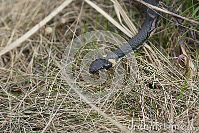 Harmless snakes in the woods, closeup forest snake Stock Photo