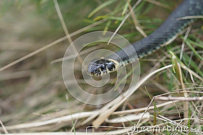 Harmless snakes in the woods, closeup forest snake Stock Photo