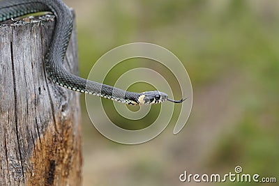 Harmless snakes in the woods, closeup forest snake Stock Photo