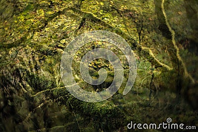 A Harmony Of Hues In A Turmoil Of Moss And Branches. Stock Photo