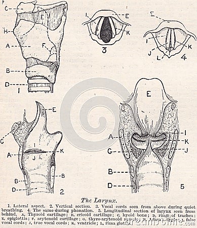 Vintage black and white illustrations / diagrams of The Larynx. Cartoon Illustration