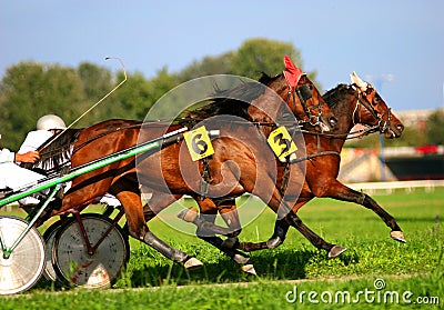 Harness racing Stock Photo