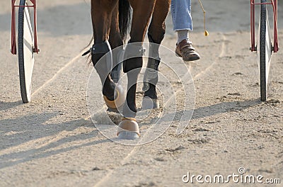 Harness racing Stock Photo