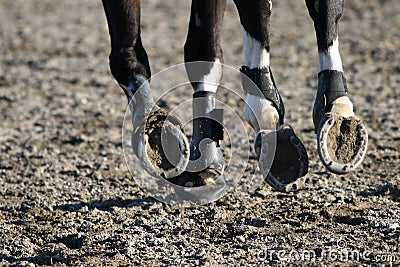 Harness racing Stock Photo