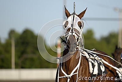 Harness Racing horse Stock Photo