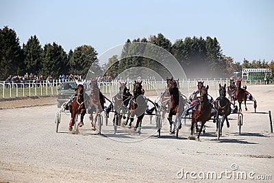 Harness racing horses trotter breed Editorial Stock Photo