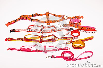 Harness and straps for pets Stock Photo