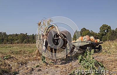 Harnessed horse eats leaves in the garden Stock Photo