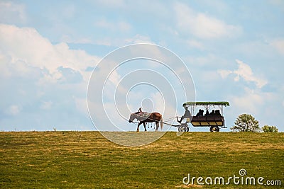 Harnessed horse rides people in a pleasure cart on horizon Stock Photo