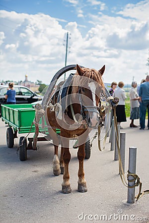 Harnessed horse tied Stock Photo