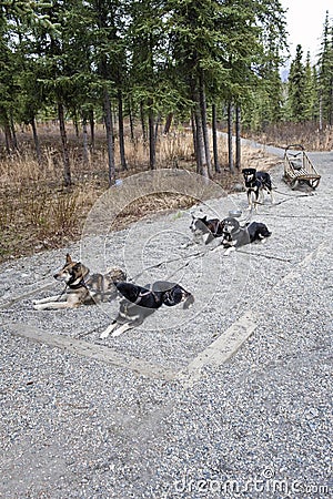 Harnessed sled dogs Stock Photo