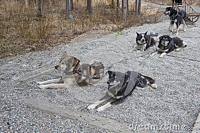 Harnessed sled dogs Stock Photo