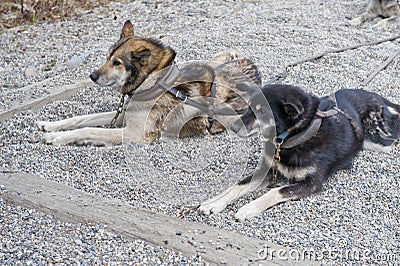 Harnessed sled dogs Stock Photo