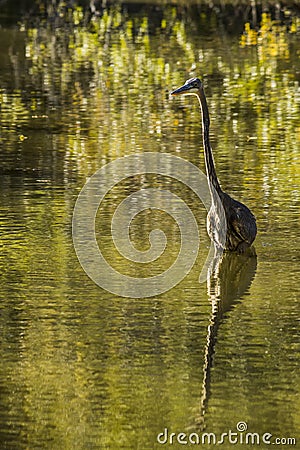 Haron walking though still water Stock Photo