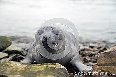 Harp seal Stock Photo