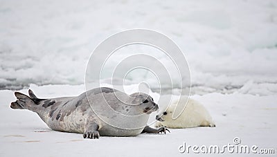 Harp seal cow and newborn pup on ice Stock Photo