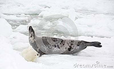 Harp seal cow and newborn pup on ice Stock Photo