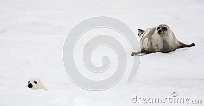 Harp seal cow and newborn pup on ice Stock Photo