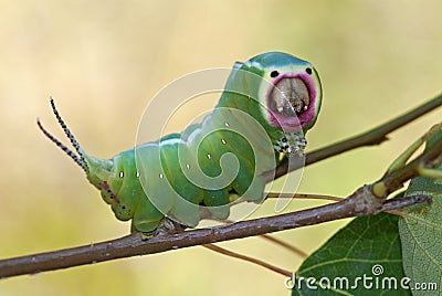 Harpy caterpillar Stock Photo