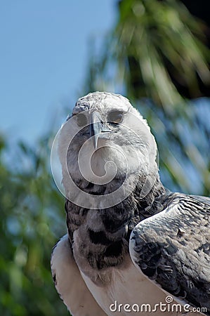 Harpy Eagle Stock Photo