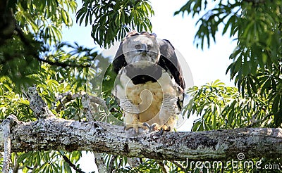 Harpy Eagle in Ecuador, south America Stock Photo