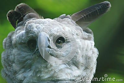 Harpy eagle Stock Photo
