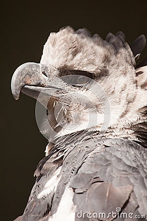 Harpy eagle portrait Stock Photo