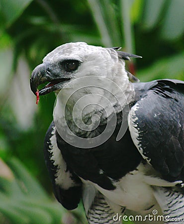 Harpya harpyja (Harpy Eagle) Stock Photo