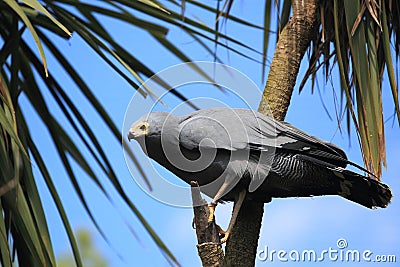 Harrier hawk Stock Photo