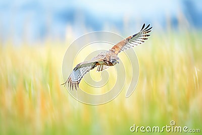 harrier hawk soaring over green grass Stock Photo