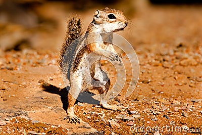 Harris' Antelope Ground Squirrel Stock Photo