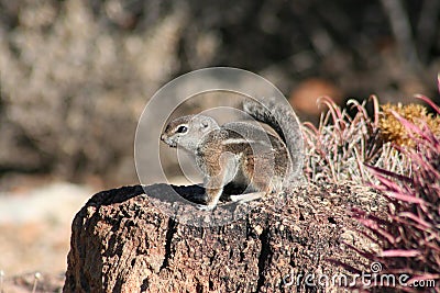 Harris' antelope squirrel (Ammospermophilus harri Stock Photo