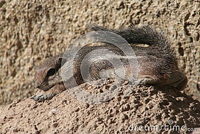 Harris' antelope squirrel (Ammospermophilus harri Stock Photo