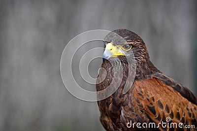 Harris Brown Hawk Stock Photo